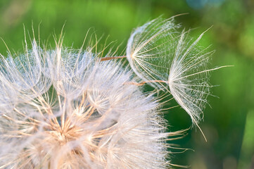 Dandelion flower seeds blowing away over green background Macro Selective soft focus