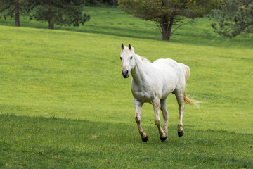 Obraz premium Pretty white horse in field.