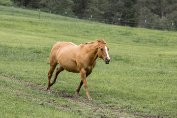 Naklejka na ściany i meble A horse races along in a pasture.