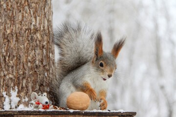 squirrel in the Park