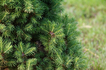 Little Carduelis chick is hiding in a green Christmas tree. new world view