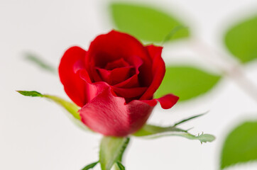 Obraz premium Close up of red Rose on white background