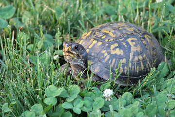 Eastern Box Turtle in grass and clover