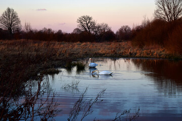 Łabędzie w stawie  © Yana