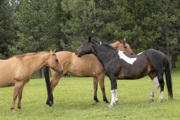 Obraz na płótnie Canvas Pair of horses grooming each other.