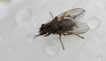 Macro from small fly on White background