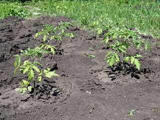 tomato plant in farm on sunny summer day