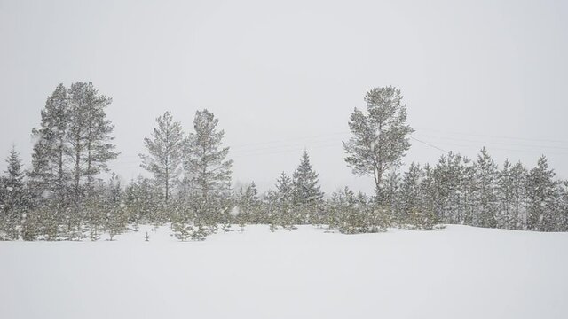 snowfall over winter field and forest in northern Norway