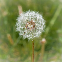 White dandelion close up