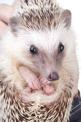Close up hedgehog in hands with white background