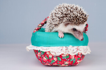 hedgehog in a gift basket
