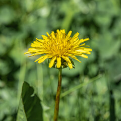Yellow dandelion in the spring forest