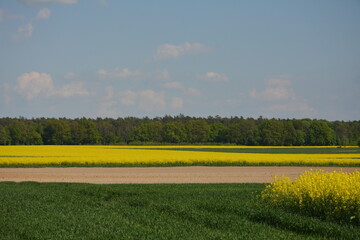 Pola rzepaku na tle lasu