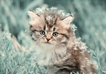 Naklejka na ściany i meble kitten in the grass