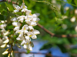 Fototapeta premium Locust tree blossom, Robinia pseudoacacia