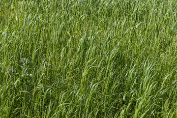 Beautiful horizontal texture of green Creeping Wild Rye grass is in summer