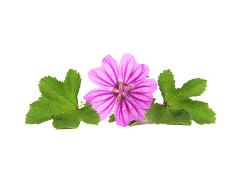 Pink flower of Mallow and green leaves isolated on white background, Malva sylvestris