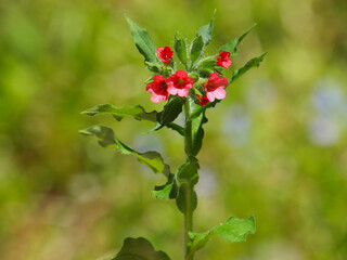 Red Lungwort blooming plant, Pulmonaria rubra