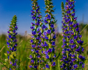 lavender flowers in the garden