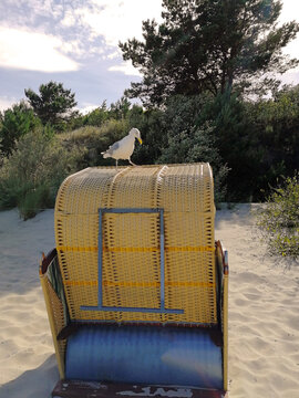 Seagull sits on a beach basket on the Baltic Sea