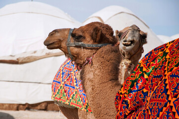 Funny camel showing teeth in front of yurt camp in Central Asia, Uzbekistan
