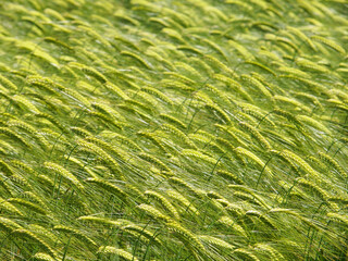 Green wheat crop
