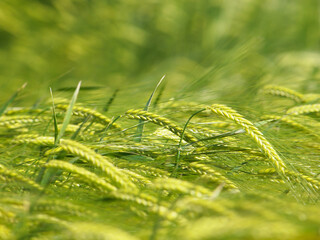 Green wheat crop
