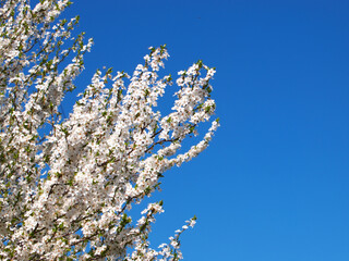 Spring plum blossom, white flower of plum under blue sky