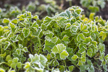 Coriander, also known as cilantro or Chinese parsley with frost on leaves in the garden. Green leaves background with surface, green leaves pattern.