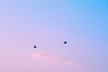 Two birds flying silhouetted against a blue sky with vibrant colorful pink clouds, lovebirds.