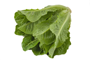 Romain lettuce on white background isolated clouseup view.