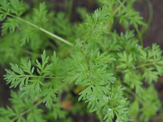 Delicate leaves of Artemisia absinthium in the spring garden close-up. Healing plant wormwood for use in alternative medicine and cosmetology