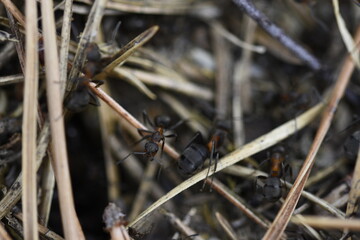 Mrówki w mrowisku