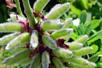 the plant is similar and the beans