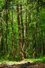 Fototapeta na wymiar Beautiful spring forest with fresh green leaves and trunks