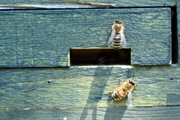 Bienen an einem Bienenstock