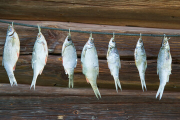 dried fish hanging on the string outdoor