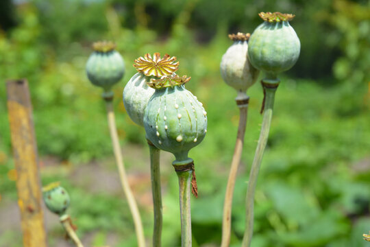 A close-up on papaver somniferum, opium poppy unripe heads, seed pops with milky latex sap growing.