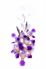 Creative flowers composition of  purple iris top view, flat lay. Isolated on white background