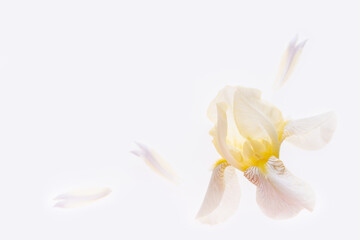Single yellow iris  flower on white background