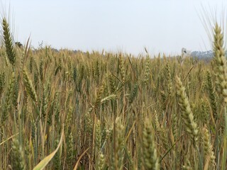 long wheat grasses
