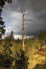 high dry tree brightly lit by the sun in the forest against the backdrop of a stormy sky
