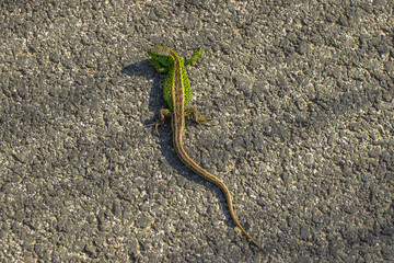 Brown green lizard crawling on the ground. Very beautiful and small lizard. Disguise animal. Camouflaged animal.Lizard close up, macro, copy space, natural background.Garden lizard warming up on road