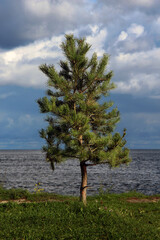 lonely young pine tree by the lake against a cloudy landscape before the storm