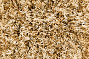 top view  of ripe barley grain in a field