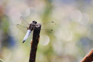 a large dragonfly on a branch by the stream