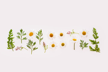 Flat lay composition with herbs and chamomiles on white background. Concept of natural cosmetics or alternative medicine.