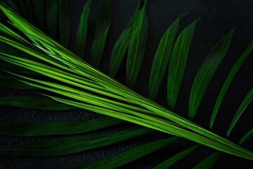 Green tropical palm leaves on a dark background. Tropical forest natural, green pattern.