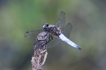a large dragonfly on a branch by the stream