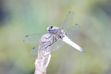 a large dragonfly on a branch by the stream